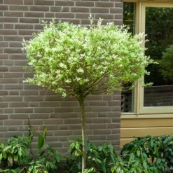 WILLEMSE FRANCE - Saule crevette sur tige - le pot / 3l / tige 60cm, vendu par lot de 2
