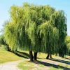 WILLEMSE FRANCE - Saule pleureur - le pot / ø 12cm / hauteur livrée 25-30cm, vendu par lot de 2