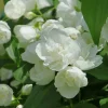 WILLEMSE FRANCE - Seringat virginal - philadelphus - les 2 pots / ø 9cm / 2-3 branches / hauteur livrée environ 9cm, vendu par lot de 2