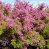 WILLEMSE FRANCE - Tamaris de printemps - le pot / 1.5l / 2 branches / hauteur livrée 40-50cm, vendu par lot de 4