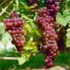 WILLEMSE FRANCE - Vigne chasselas rose - la motte de 2 ans / hauteur livrée 30-40cm