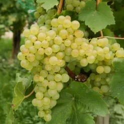 WILLEMSE FRANCE - Vigne chasselas de fontainebleau - la motte de 2 ans / hauteur livrée 30-40cm, vendu par lot de 2