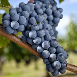 WILLEMSE FRANCE - Vigne merlot - la motte / hauteur livrée 20-40cm, vendu par lot de 2