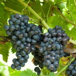 WILLEMSE FRANCE - Vigne muscat de hambourg - la motte de 2 ans / hauteur livrée 30-40cm