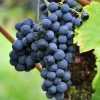 WILLEMSE FRANCE - Vigne triomphe d'alsace - le pot / 2l / hauteur livrée 40-50cm, vendu par lot de 2