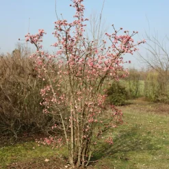 WILLEMSE FRANCE - Viorne rose - le pot / 1.5l / 3-5 branches / hauteur livrée 30-40cm, vendu par lot de 2